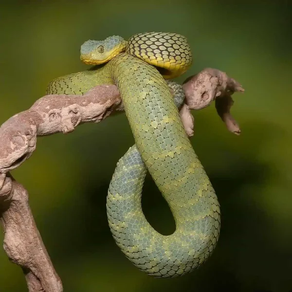 Adult Female Blue Crown Green Squamigera Bush Viper - Image 2