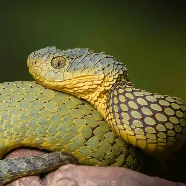 Adult Female Blue Crown Green Squamigera Bush Viper - Image 3