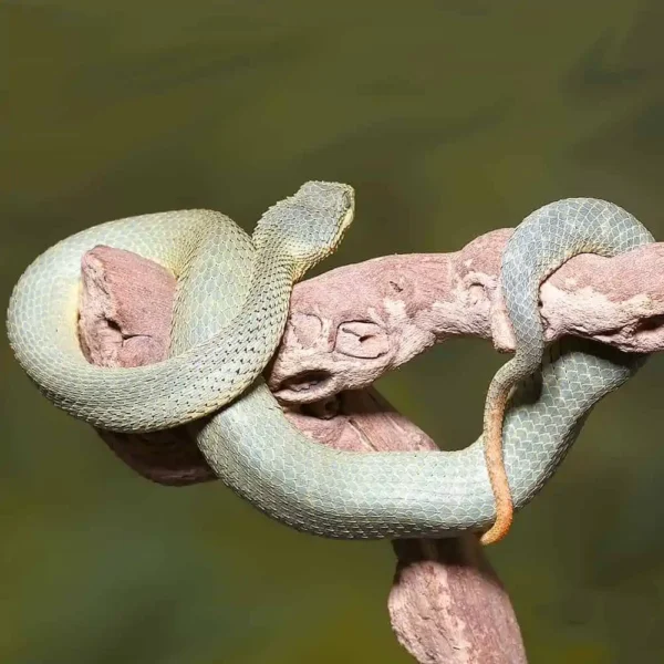 Adult Green Patternless Squamigera Bush Viper