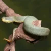 Adult Green Patternless Squamigera Bush Viper - Image 2