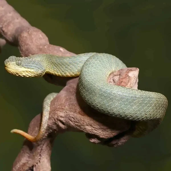 Adult Green Patternless Squamigera Bush Viper - Image 2