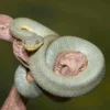 Adult Green Patternless Squamigera Bush Viper - Image 3