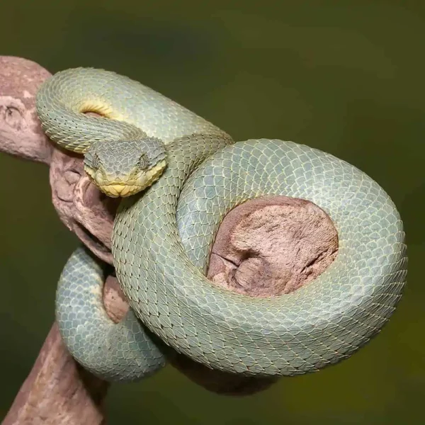 Adult Green Patternless Squamigera Bush Viper - Image 3