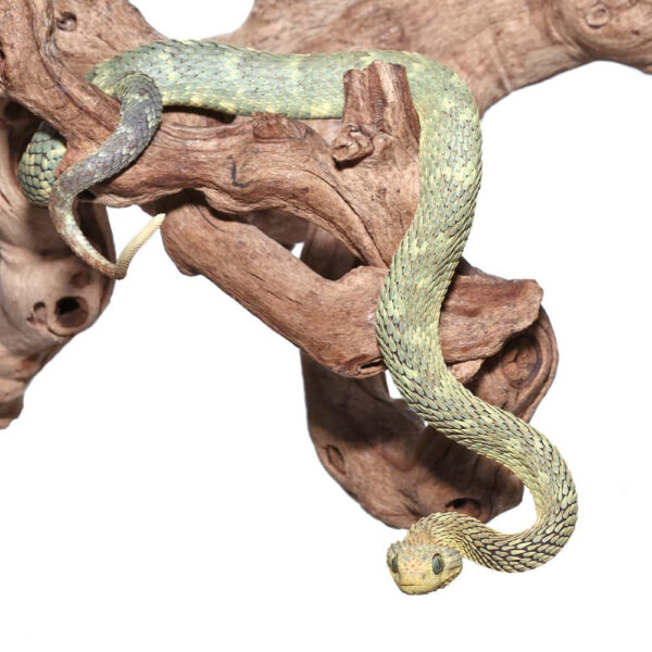 Adult Male Green Squamigera Bush Viper - Image 2