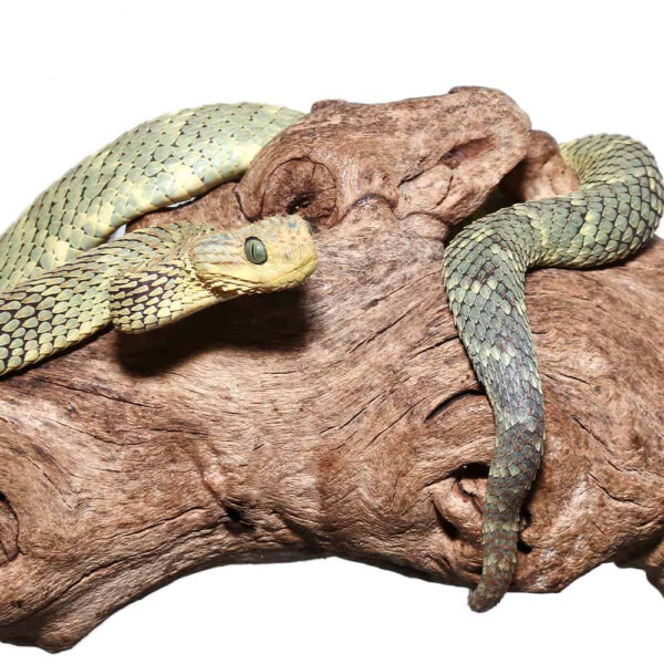 Adult Male Green Squamigera Bush Viper - Image 3