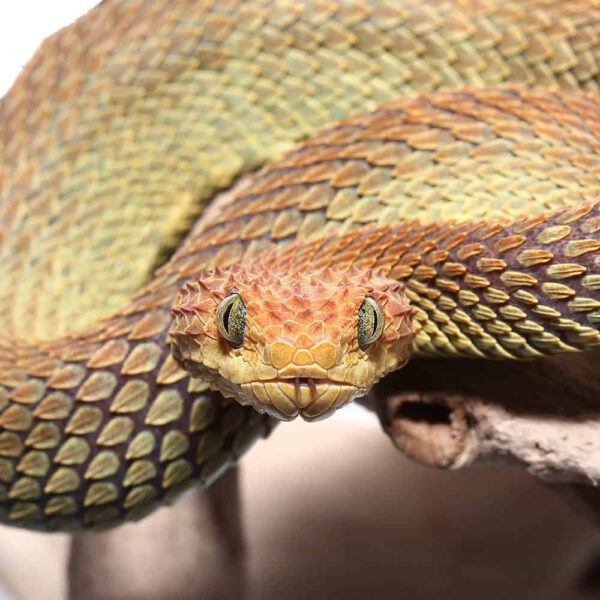 Adult Male Red And Green Patternless Squamigera Bush Viper - Image 2