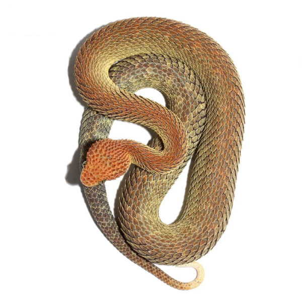 Adult Male Red And Green Patternless Squamigera Bush Viper - Image 3
