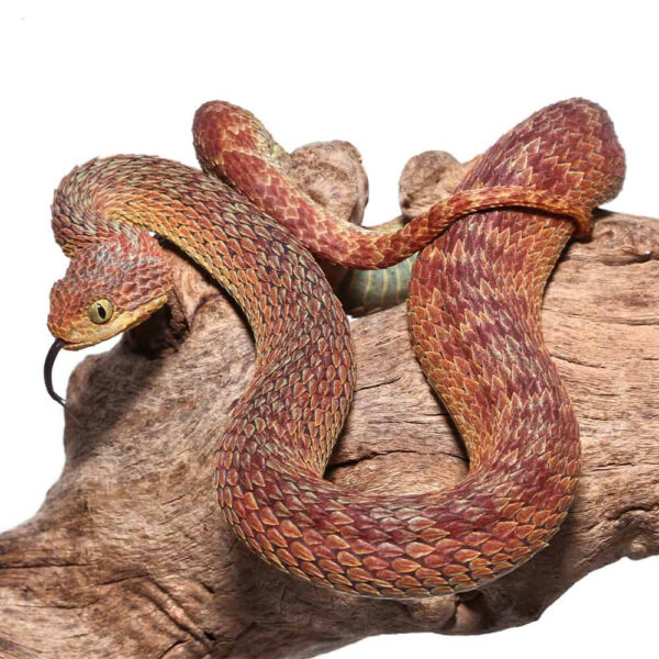 Adult Male Red Squamigera Bush Viper - Image 2