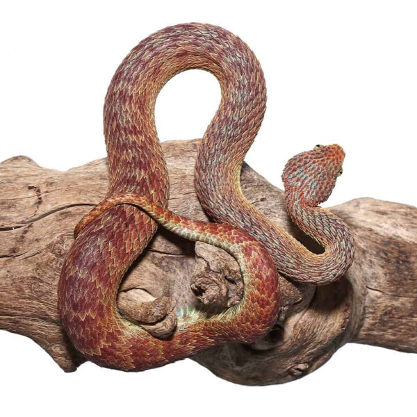 Adult Male Red Squamigera Bush Viper - Image 3