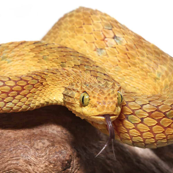 Adult Male Yellow Squamigera Bush Viper