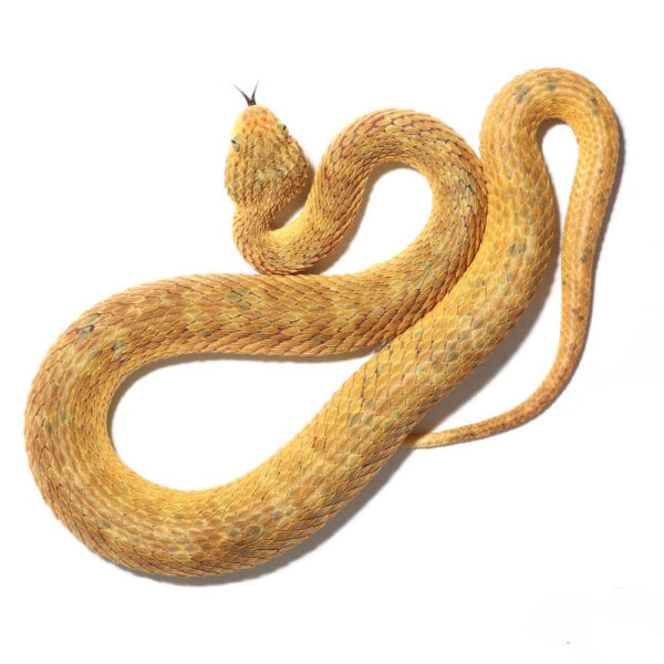 Adult Male Yellow Squamigera Bush Viper - Image 2