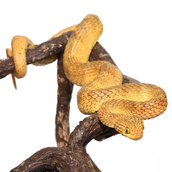Adult Male Yellow Squamigera Bush Viper - Image 3
