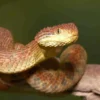 Adult Orange Habanero Squamigera Bush Viper
