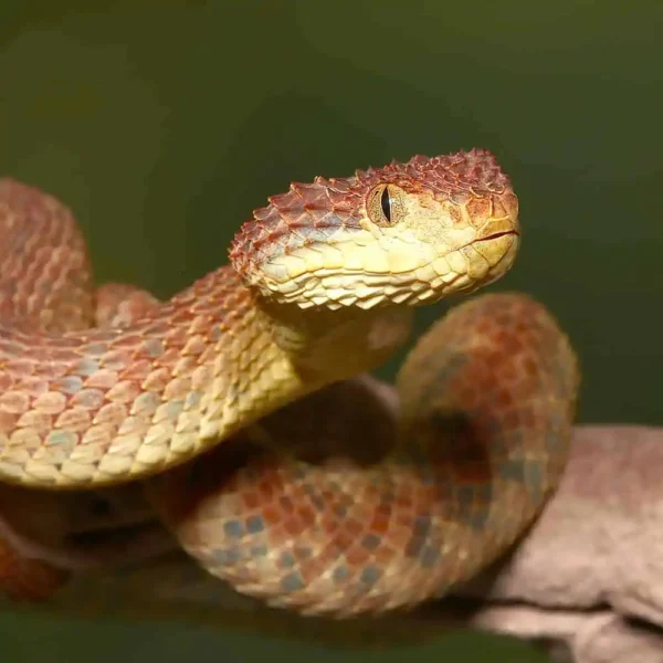 Adult Orange Habanero Squamigera Bush Viper