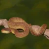 Adult Orange Habanero Squamigera Bush Viper - Image 2