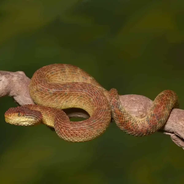 Adult Orange Habanero Squamigera Bush Viper - Image 2
