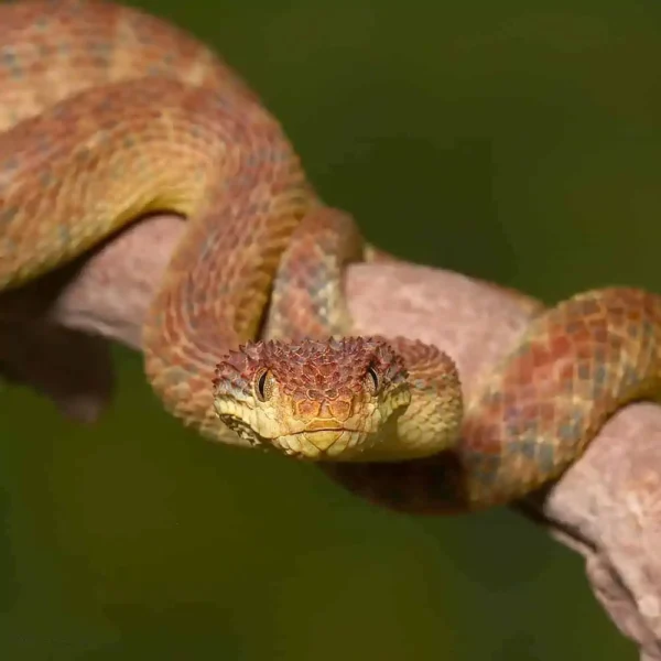 Adult Orange Habanero Squamigera Bush Viper - Image 3