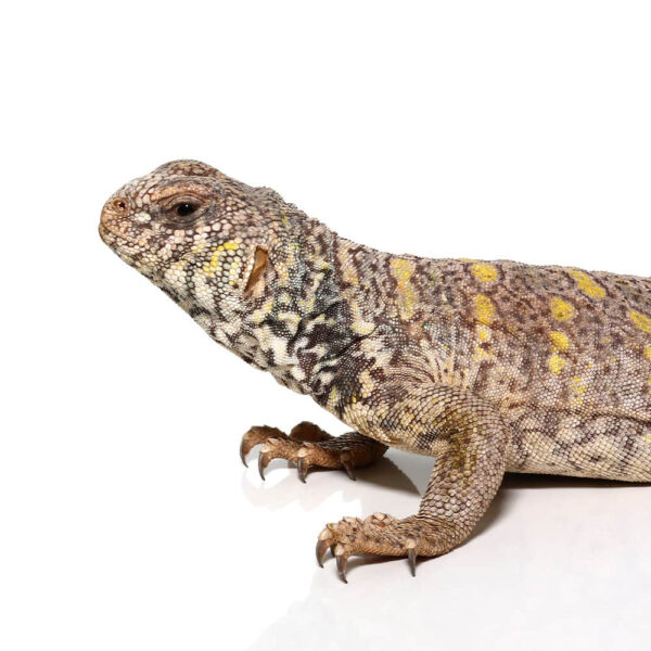 Juvenile Ornate Uromastyx