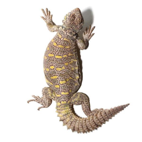 Juvenile Ornate Uromastyx - Image 2