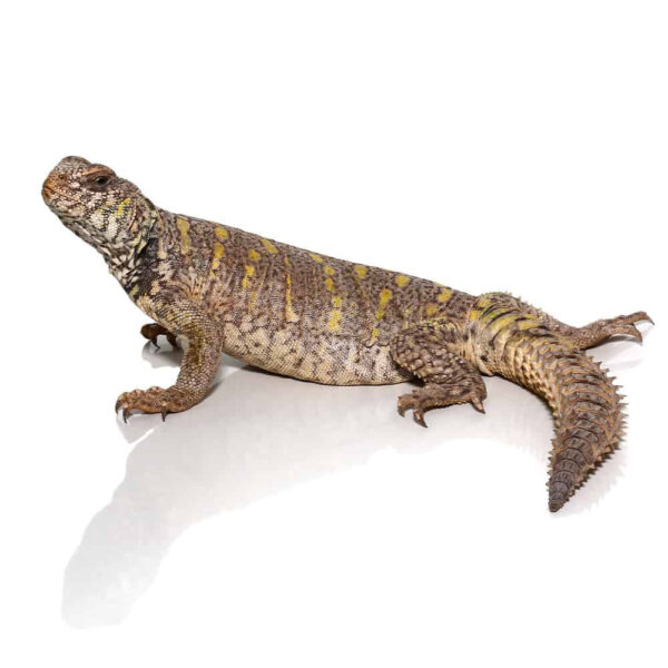 Juvenile Ornate Uromastyx - Image 3