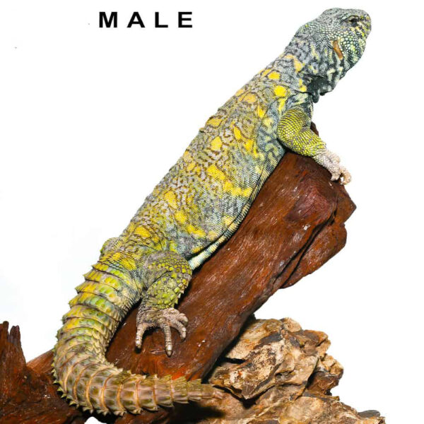 Adult Ornate Uromastyx Pair #1 - Image 3