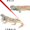 Adult Ornate Uromastyx Pair #3 - Image 2