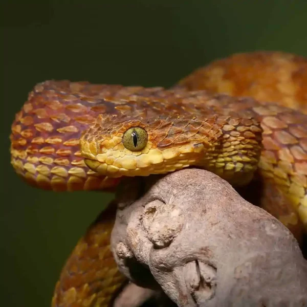 Adult Red Flame Squamigera Bush Viper