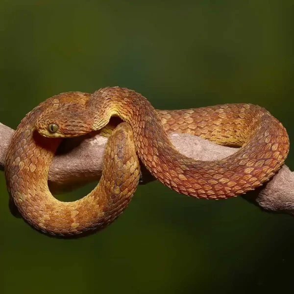 Adult Red Flame Squamigera Bush Viper - Image 2