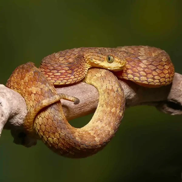 Adult Red Flame Squamigera Bush Viper - Image 3