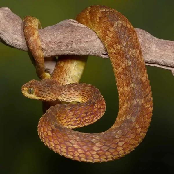 Adult Red Flame Squamigera Bush Viper - Image 4