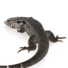 Anery Snowmaker Tegu