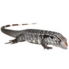 Anery Snowmaker Tegu - Image 2