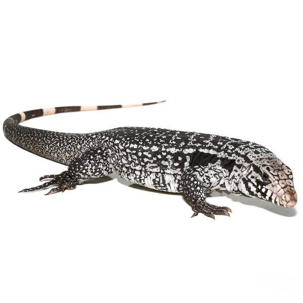 Anery Snowmaker Tegu - Image 2