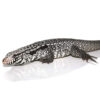 Anery Snowmaker Tegu - Image 3
