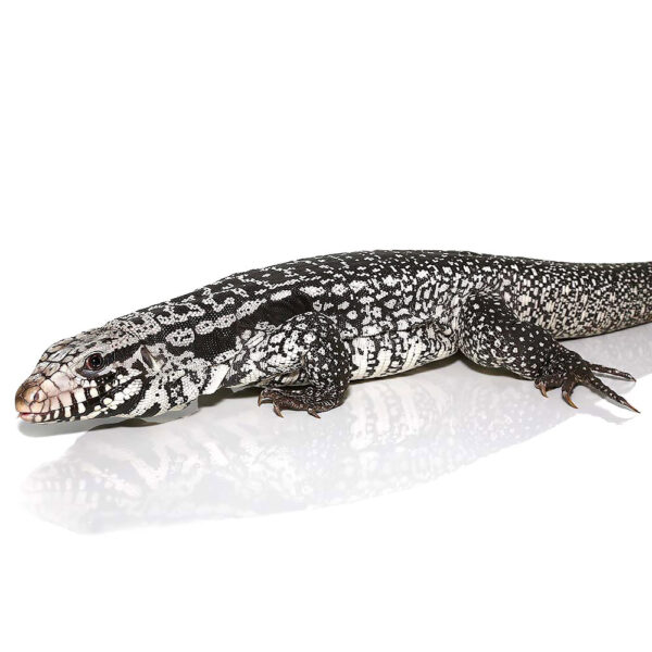 Anery Snowmaker Tegu - Image 3