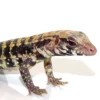 Baby Albino Blue Tegu