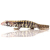 Baby Albino Blue Tegu - Image 3