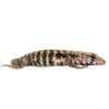 Baby Albino Blue Tegu - Image 4