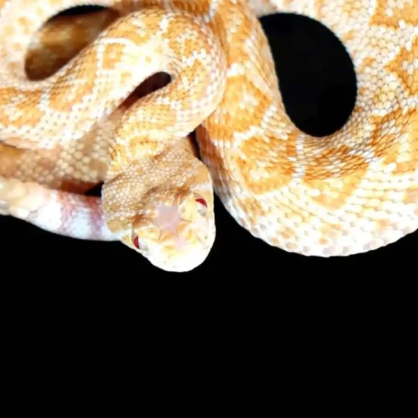 Baby Albino Het Scaleless Western Diamondback Rattlesnake - Image 2