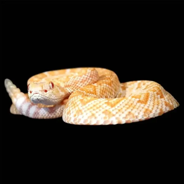 Baby Albino Het Scaleless Western Diamondback Rattlesnake - Image 3