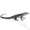 Baby Anery Red Tegu - Image 2
