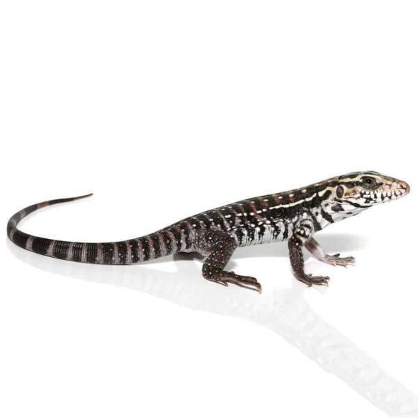 Baby Anery Red Tegu - Image 2