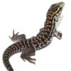 Baby Anery Red Tegu - Image 3
