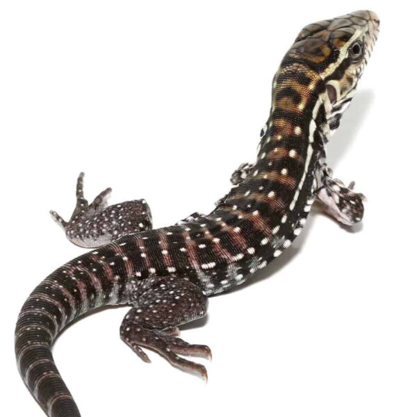 Baby Anery Red Tegu - Image 3