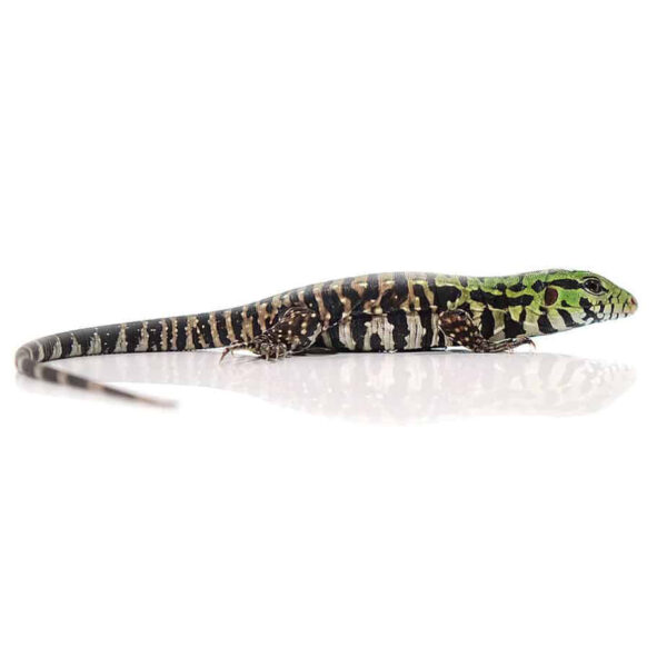 Baby Argentine Black and White Tegu - Image 3