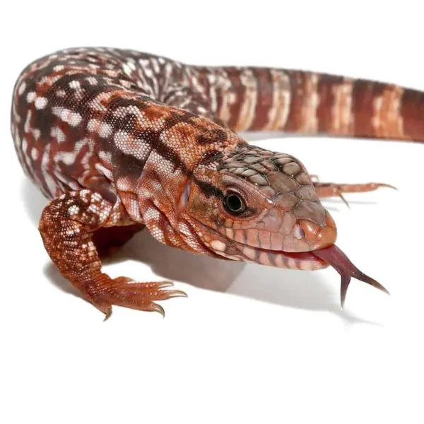 Baby Argentine Red Tegu