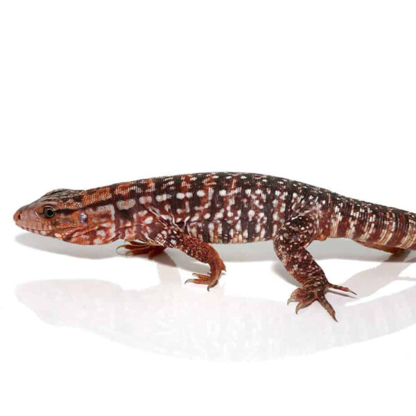 Baby Argentine Red Tegu - Image 3