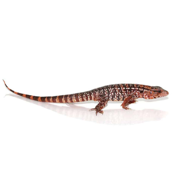 Baby Argentine Red Tegu - Image 4