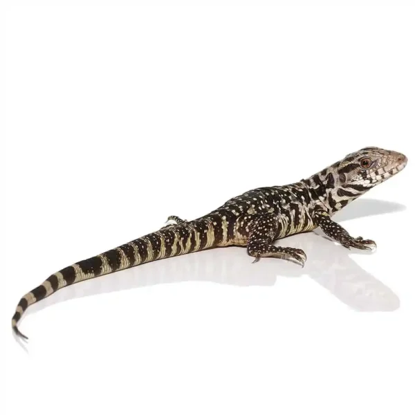 B Grade Yearling Black Flame Tegu - Image 2