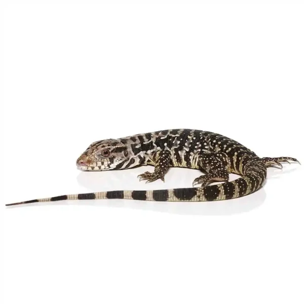 B Grade Yearling Black Flame Tegu - Image 3